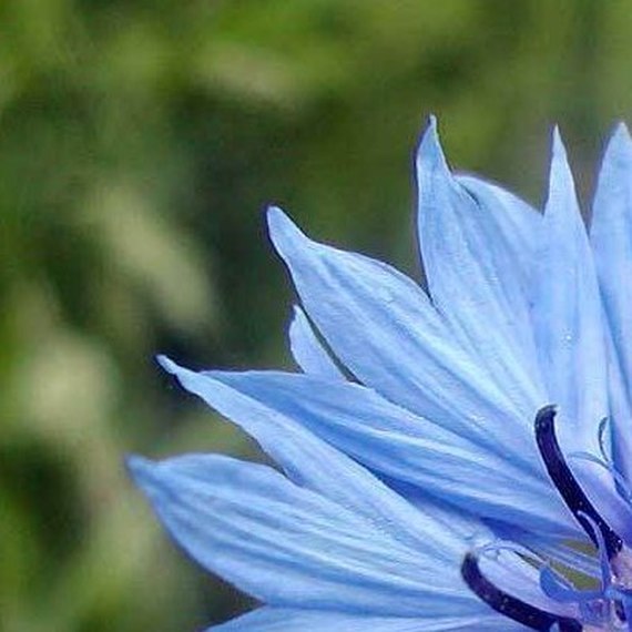 Danish florists for Aida